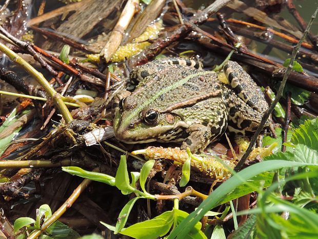 skokan zelený  Pelophylax kl. esculentus Linnaeus, 1758