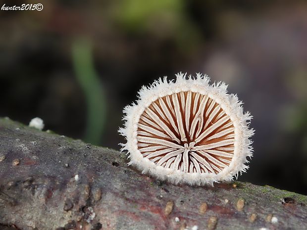 klanolupeňovka obyčajná Schizophyllum commune Fr.