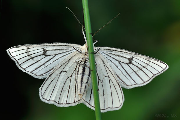 piadivka žilkovaná  Siona lineata