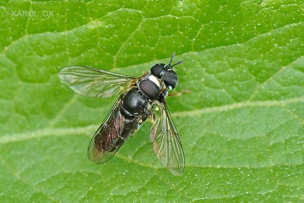 pestrica Trichopsomyia flavitarsis