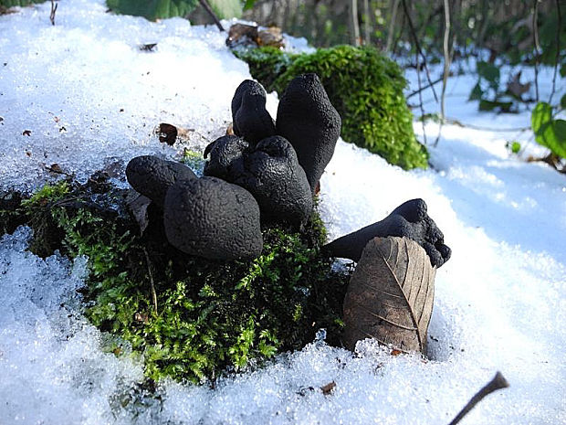 drevnatec kyjakovitý Xylaria polymorpha (Pers.) Grev.