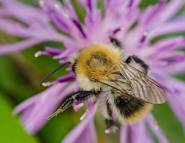 čmeľ poľný Bombus pascuorum