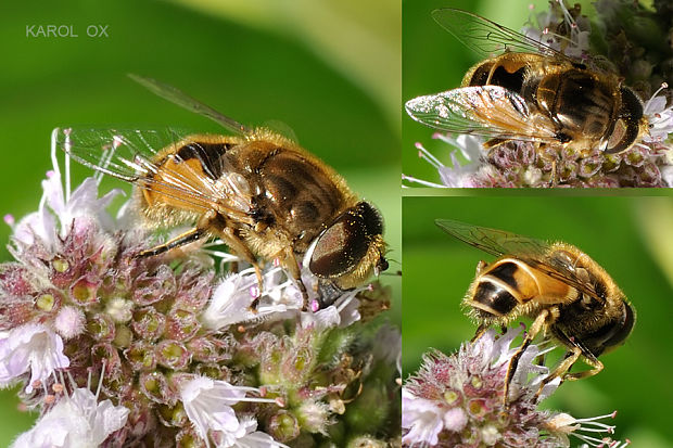 trúdovka Eristalis arbustorum