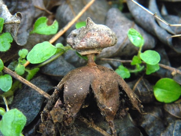 hviezdovka golierikovitá Geastrum striatum DC.