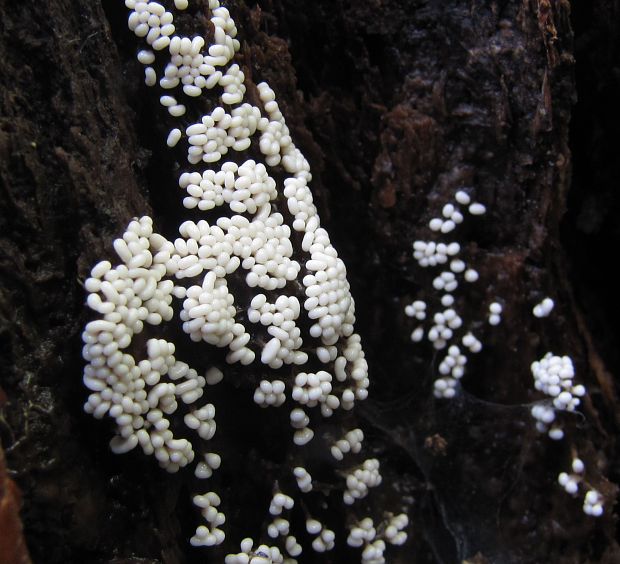 slizovka Myxomycetes