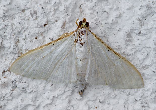 vijačka olivová Palpita vitrealis