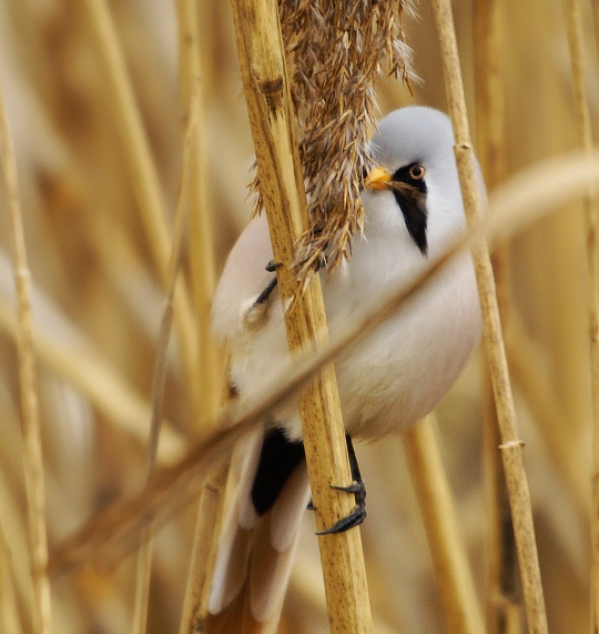 fúzatka trstinová Panurus biarmicus