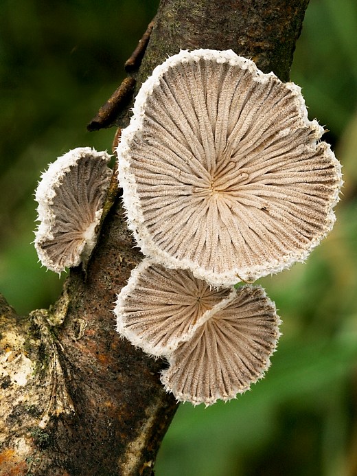 klanolupeňovka obyčajná Schizophyllum commune Fr.