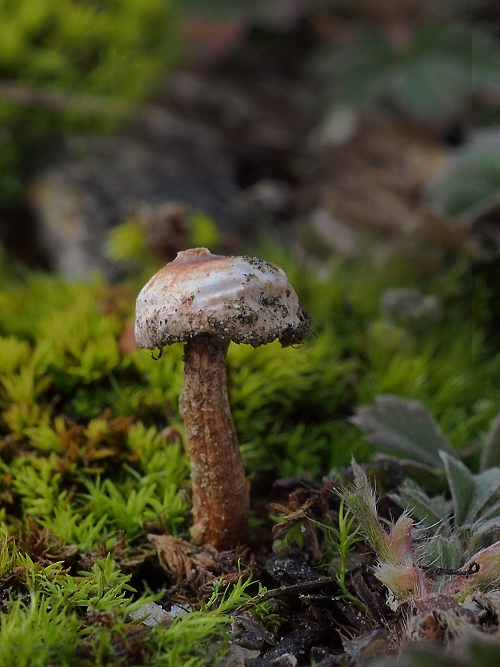 stopkovec zimný Tulostoma brumale Pers.