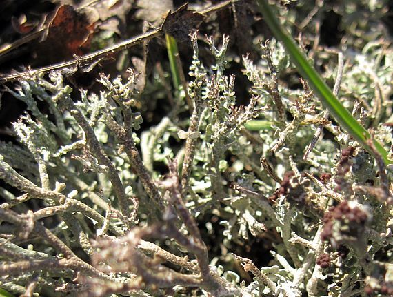 dutohlávka vidlicovitá Cladonia furcata subsp. furcata (Huds.) Schrad.