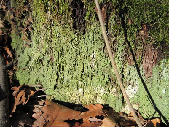 dutohlávka pôvabná Cladonia parasitica (Hoffm.) Hoffm.