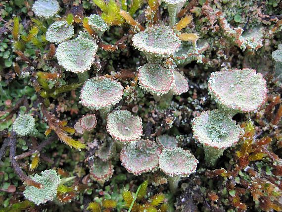 dutohlávka pohárikovitá Cladonia pyxidata (L.) Hoffm.