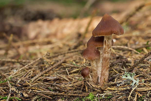 pavučinovec Cortinarius sp.