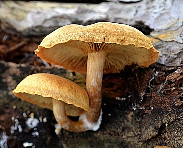 šupinovec nevoňavý Gymnopilus penetrans (Fr.) Murrill