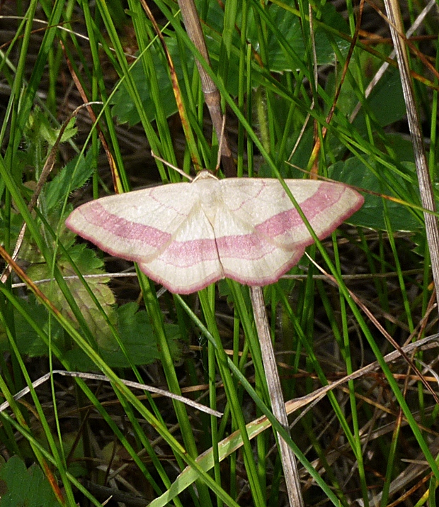 piadica prutnatcová Rhodostrophia vibicaria