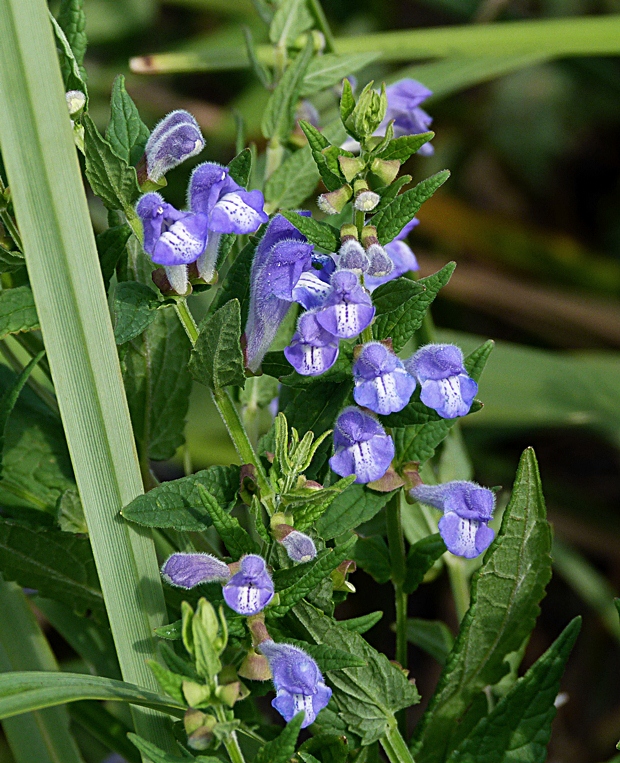 šišak vrúbkovaný Scutellaria galericulata L.