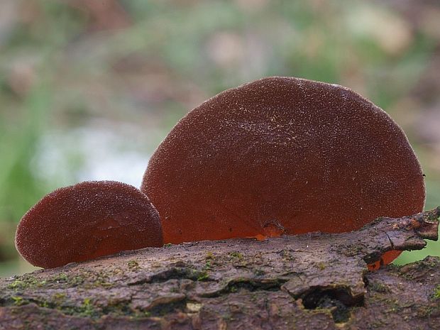 uchovec bazový Auricularia auricula-judae (Bull.) Quél.