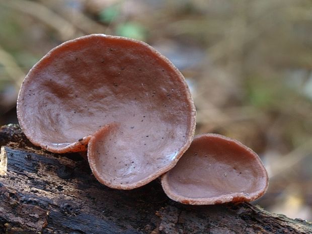 uchovec bazový Auricularia auricula-judae (Bull.) Quél.