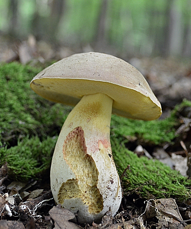 hríb striebristý Butyriboletus fechtneri (Velen.) D. Arora & J.L. Frank