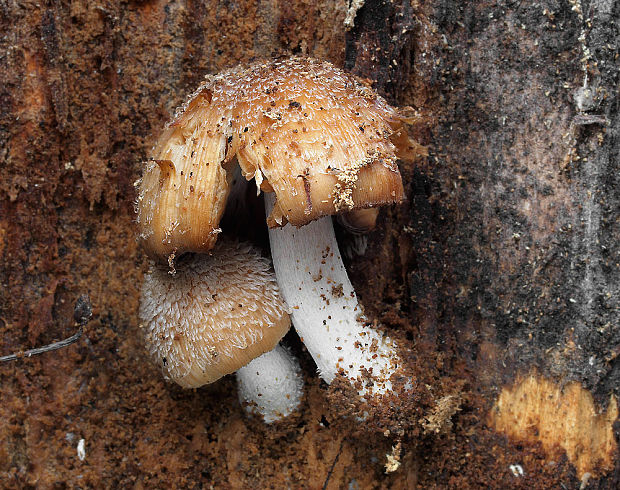 hnojník Coprinus sp.