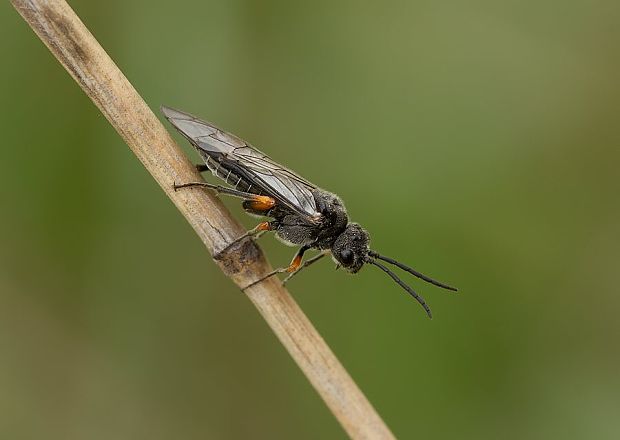 . Dolerus cf.puncticollis