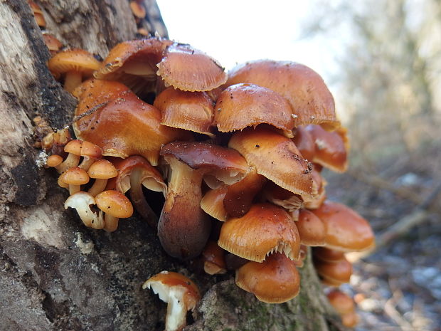 plamienka Flammulina sp.