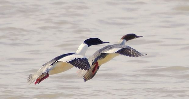 potápač veľký Mergus merganser