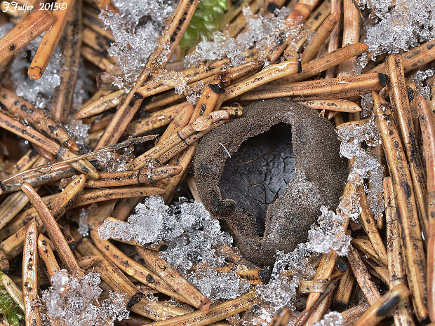 misôčka černastá Pseudoplectania nigrella (Pers.) Fuckel