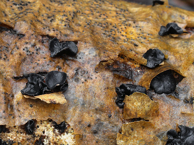 dutinovka lužná Sclerencoelia fascicularis (Alb. & Schwein.) P. Karst.