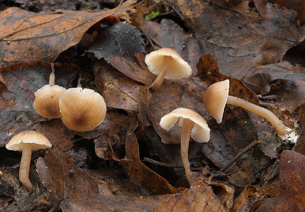 penízovka  Tephrocybe sp.