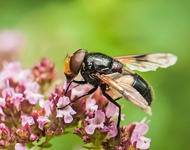 pestrica Volucella inflata ♂