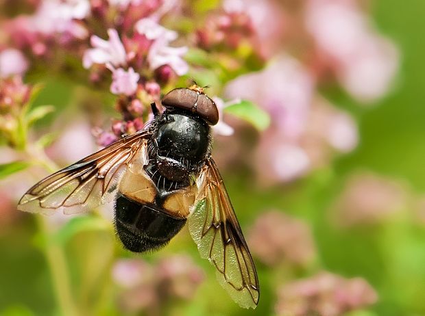 pestrica Volucella inflata