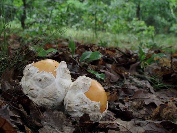 muchotrávka cisárska Amanita caesarea (Scop.) Pers.