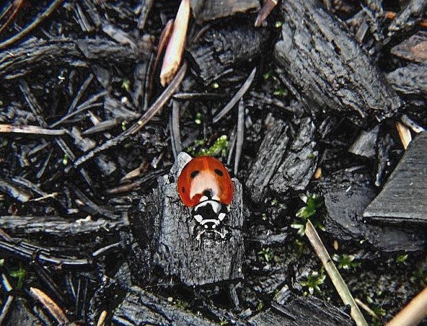 lienka sedembodková Coccinella septempunctata Linnaeus, 1758