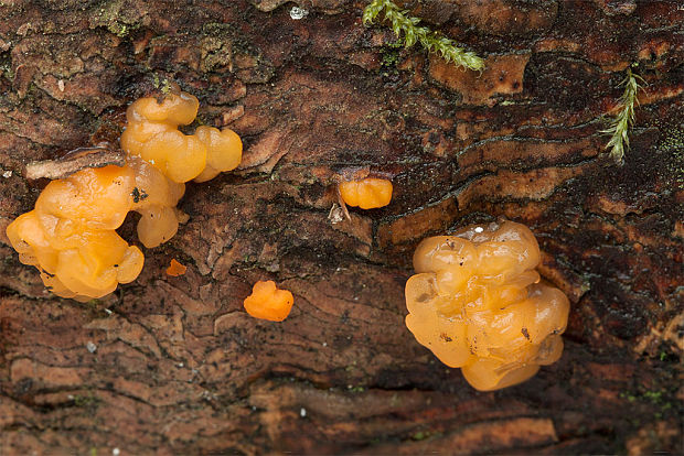 slzovec Dacrymyces sp.