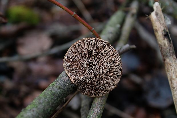 sieťkovček červenkastý Daedaleopsis confragosa (Bolton) J. Schröt.