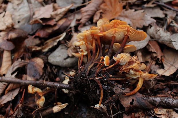 plamienka Flammulina sp.