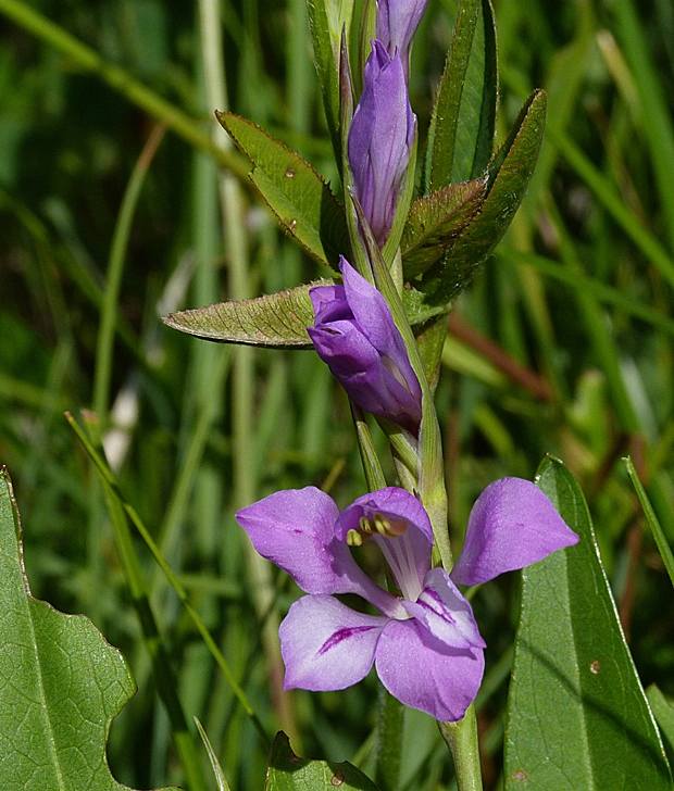 mečík škridlicovitý Gladiolus imbricatus L.