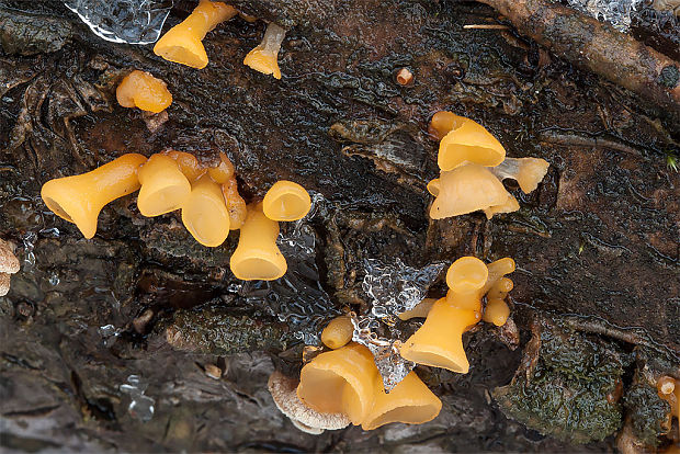 trasľavka pohárikovitá Guepiniopsis buccina (Pers.) L.L. Kenn.