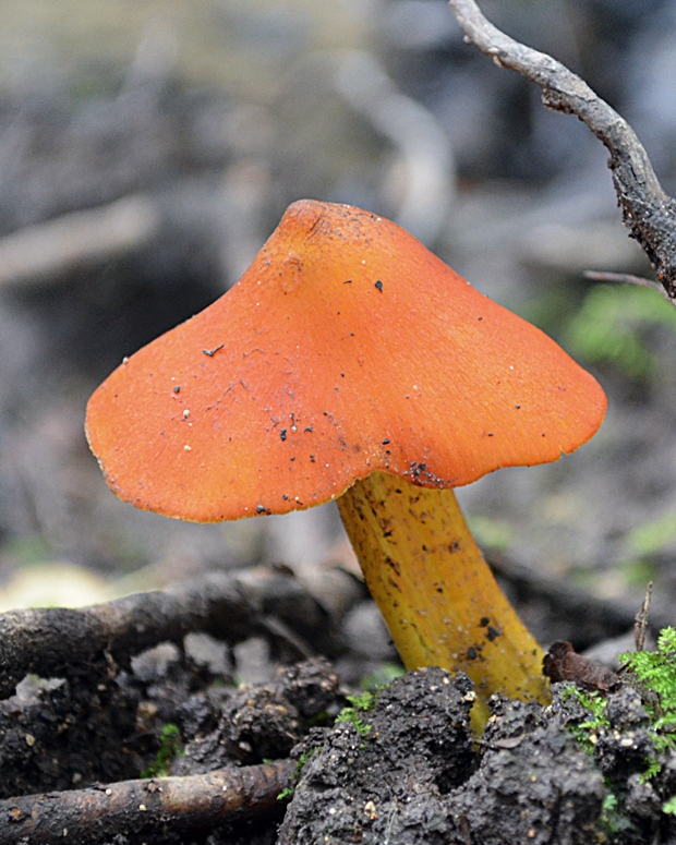 lúčnica kužeľovitá Hygrocybe conica (Schaeff.) P. Kumm.