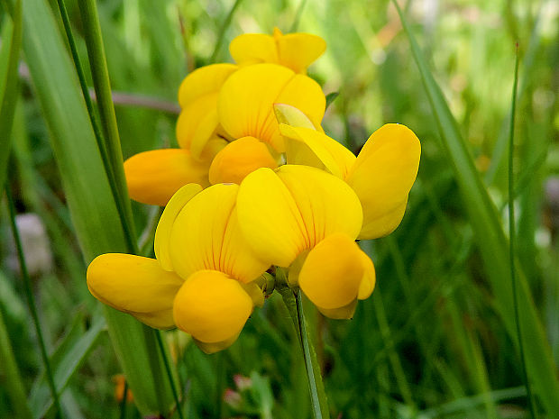 ľadenec rožkatý Lotus corniculatus L.