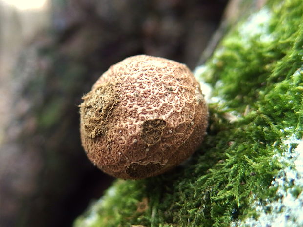 prášnica Lycoperdon sp.