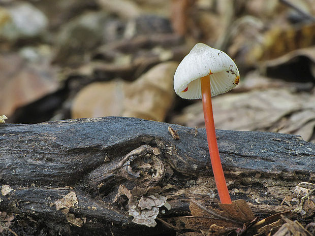 prilbička šafranová Mycena crocata (Schrad.) P. Kumm.