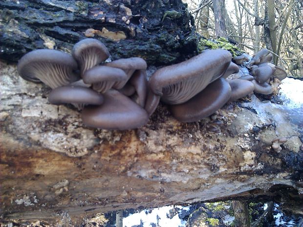 hliva ustricovitá Pleurotus ostreatus (Jacq.) P. Kumm.