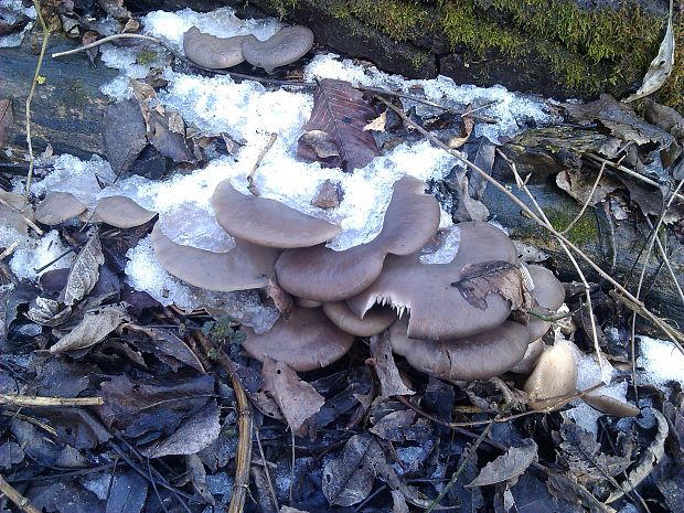 hliva ustricovitá Pleurotus ostreatus (Jacq.) P. Kumm.