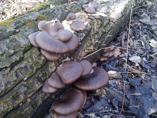 hliva ustricovitá Pleurotus ostreatus (Jacq.) P. Kumm.