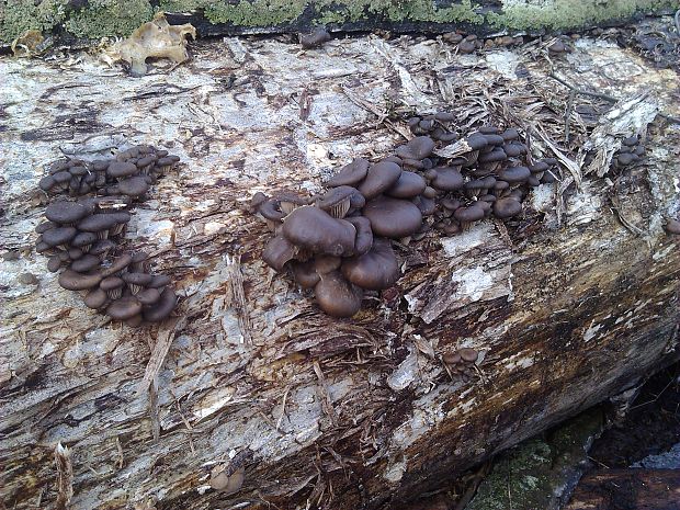 hliva ustricovitá Pleurotus ostreatus (Jacq.) P. Kumm.