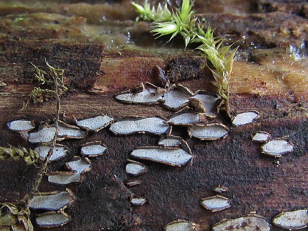 zúbkovka obyčajná Propolis farinosa (Pers.) Fr.