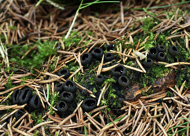 misôčka černastá Pseudoplectania nigrella (Pers.) Fuckel