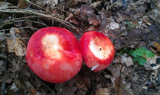 plávka Russula sp.